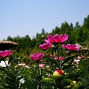 꽃사랑FLOWER