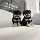 빼로독 강아지분양 의정부본점 이미지