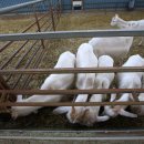 참샘목장 이미지