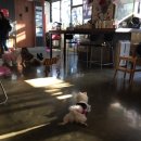 킹콩하우스 애견카페 이미지