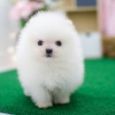 구산동 강아지 이미지