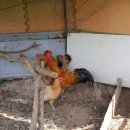 황금누리농장 이미지