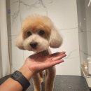 착한애견 이미지