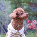 니네집 | 강아지 네임택 니어블리 3D 반려견인식표 착용후기