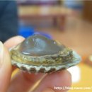 외서댁 꼬막나라 이미지