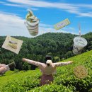 멍애전망대입구(주차장) | 보성 가볼만한곳 대한다원 녹차밭 입장료 주차장 전망대 솔직 후기