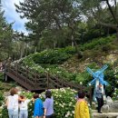 근포땅굴 | [거제도] 수국 및 근포땅굴 후기 (개화 및 주차꿀팁)