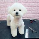 쁘띠 펫 살롱 이미지