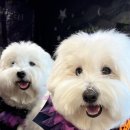 개버드 스쿨 이미지