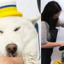 댕댕이 목욕탕 이미지