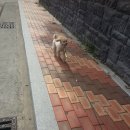 개 키우는 언니 이미지