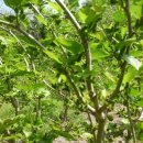 방장산 농장 이미지