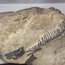 평원애견 이미지