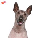 도그헤어 이미지