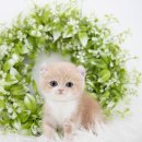 헤어도로시 이미지