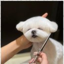 키스더도그/아르테미스 이미지