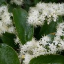 안심산 둘레길 이미지