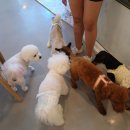 완산애견 이미지