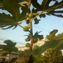 무화과나무 이미지