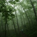 대관령마루길 이미지