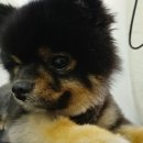 더도그맨션 이미지