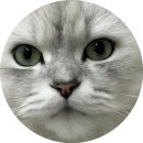 레오보스 | 로마샌드 카사바맥스(혼합입자) 11kg 카사바 고양이모래 프리미엄 벤토나이트 사용후기 구매후기