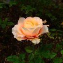 아산가든 이미지