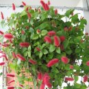 여우꼬리 이미지