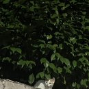 세신사하동구 이미지
