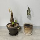 [고양] 헬로우가든마켓 방문&구매 후기