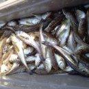 칠보한증막 이미지