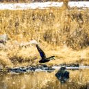 오리 날다 이미지