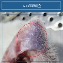 운정W동물병원 | 귓병 고양이 이개혈종 발생했어요 수술이 필요할까? 부산 고양이피부병 w동물병원 후기