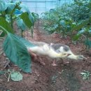 태평농장 이미지