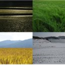 월령초등학교 이미지