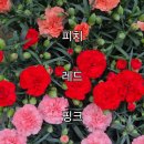 마이티멜로우 | 잠실 꽃집 마이티 멜로우 - 2026 어버이날 갈무리