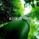 모소대나무