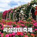 섬진강더골드 | 2026 곡성 세계 장미축제 일정 가수 입장료 기차마을 주차장