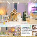 그루밍캐터리 | 강남 캐터리에서 소개받은 브리티시숏헤어와 함께한 3개월의 기록