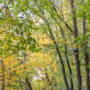 무장애숲 이미지