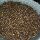 고수씨와 아피오스 종자를 나눕니다. 이미지