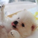 뽀송뽀송 이미지