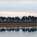 소나무풍경 이미지