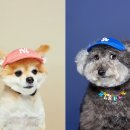 펫 패밀리 이미지