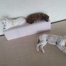 큰댕댕 개치원 이미지