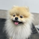 피개행개 이미지