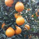 사나물농장 이미지