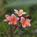 플루메리아 이미지