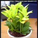 금난의 집 이미지