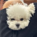 라퓨클레르 동물피부클리닉 이미지